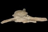 Mosasaur (Tylosaurus) Vertebra - Kansas #134343-2